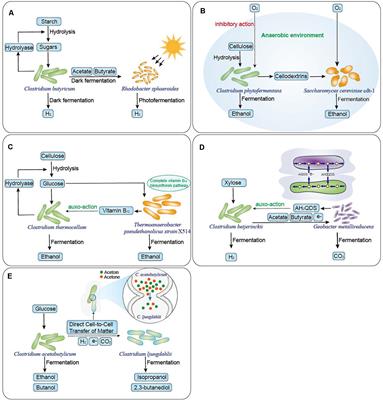 Frontiers | Advances and Applications of Clostridium Co-culture 